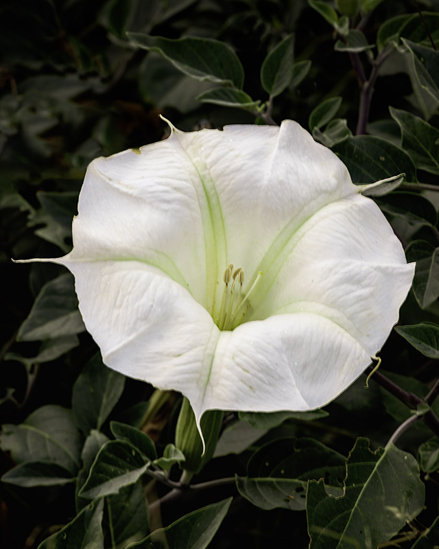 Datura Flower, Prescott, AZ 9/2021