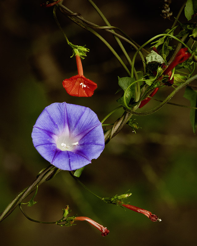 Morning Glory, Prescott, AZ 9/2021