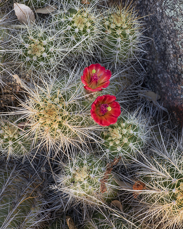 Cactus, Prescott 5/2024