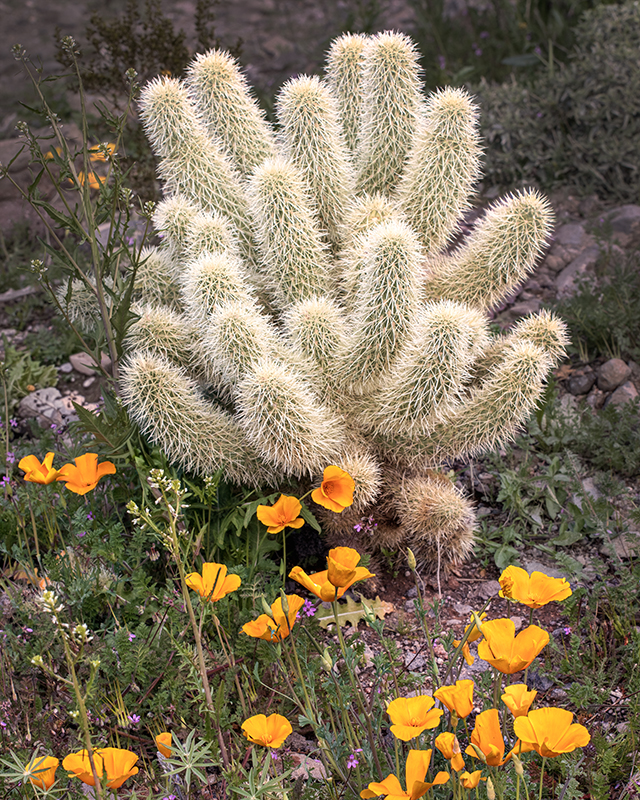 Along Route 66, Oatman 3/2023