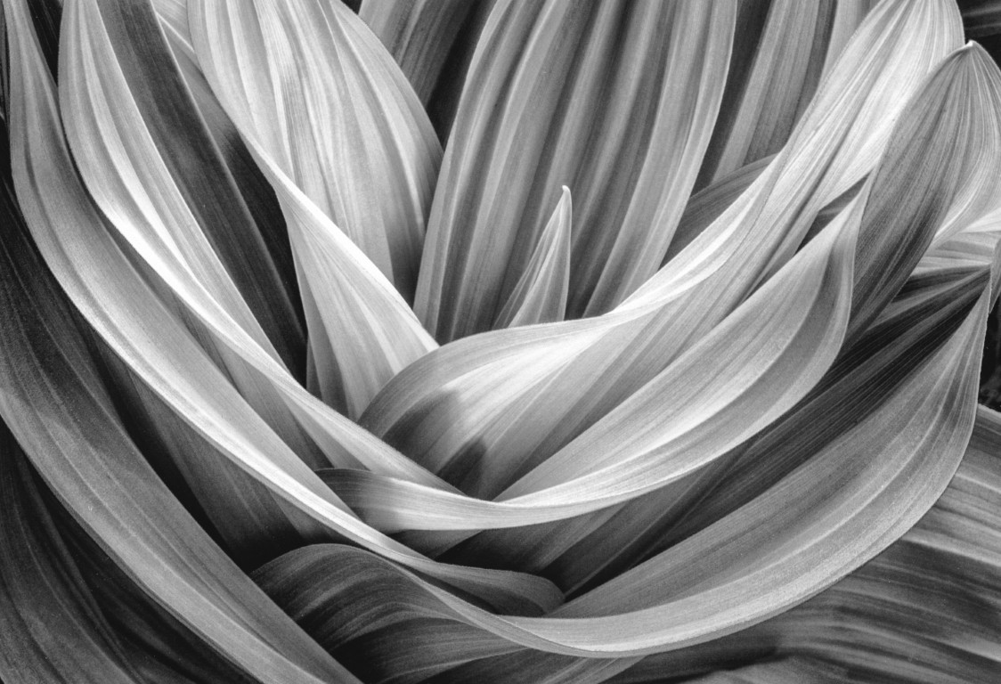 Corn Lily, Sequoia National Park  5/2014