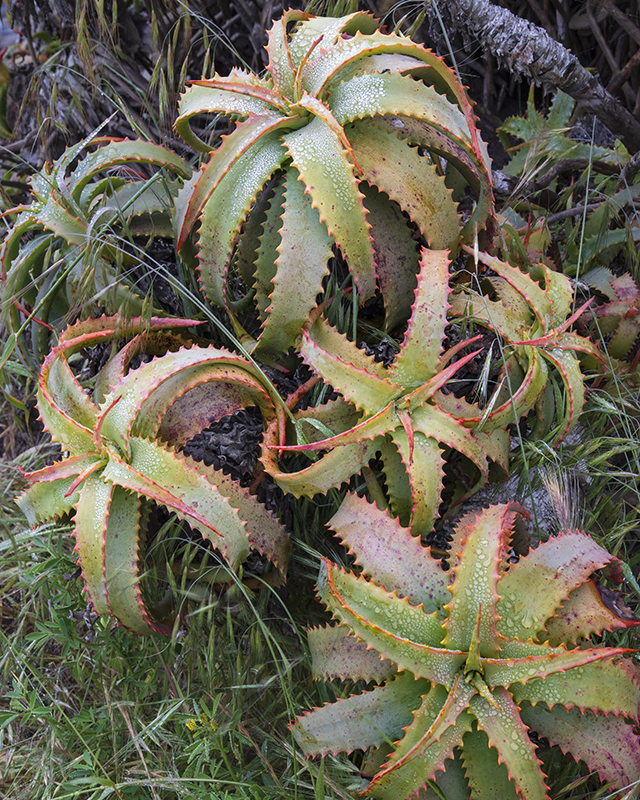 Aloe, Monterey 5/2024