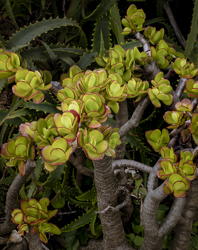 Jade Plant, Monterey 6/2025