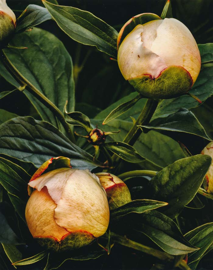 Peony, Faust Park 5/22/2015