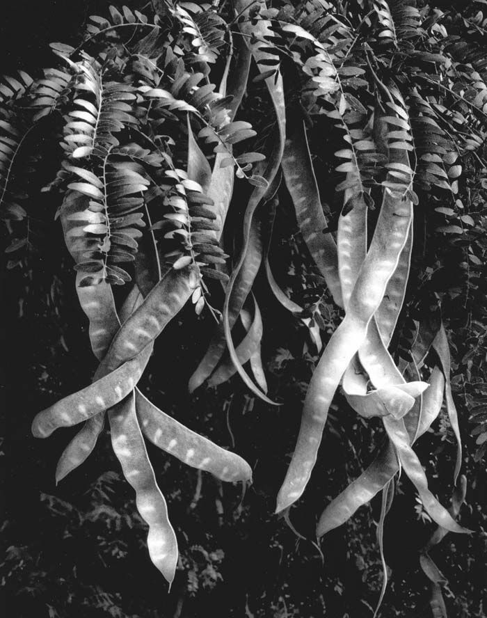 Honey Locust, Faust Park 6/24/2016