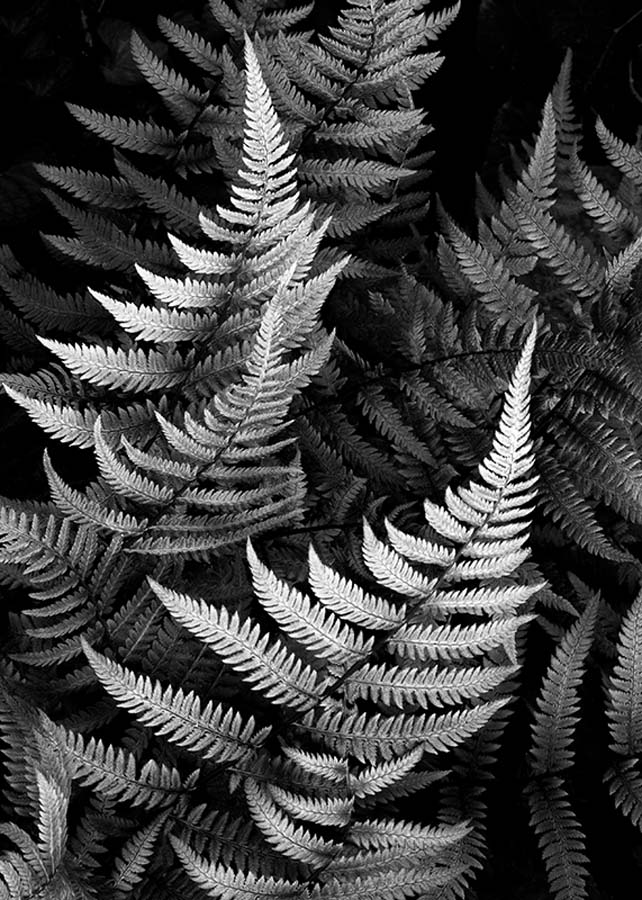 Ferns, Faust Park 4/24/2017