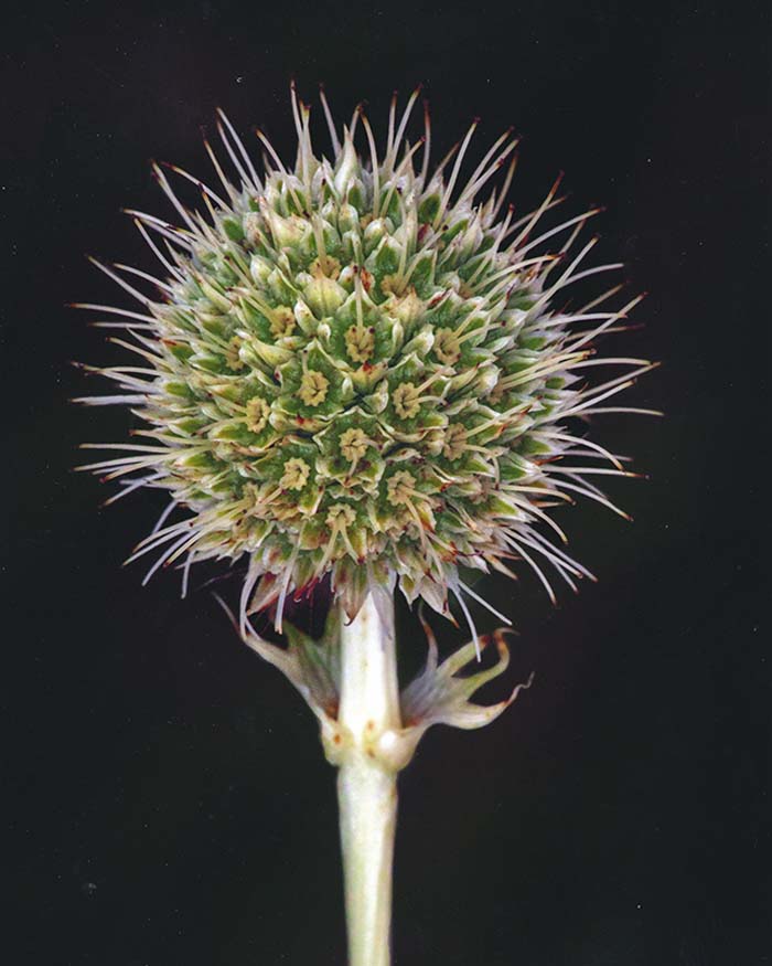 Rattlesnake Master, Faust Park 8/6/2016