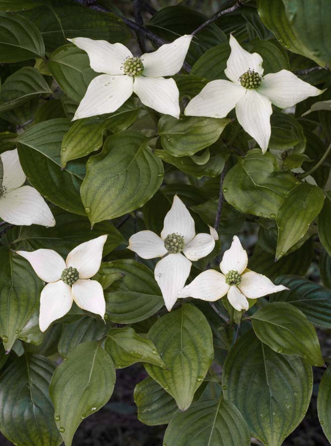 Kousa Dogwood, Faust Park 5/7/2017