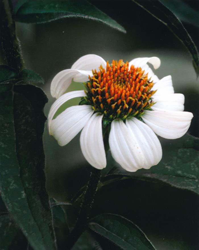 Coneflower, Faust Park 7/17/2017