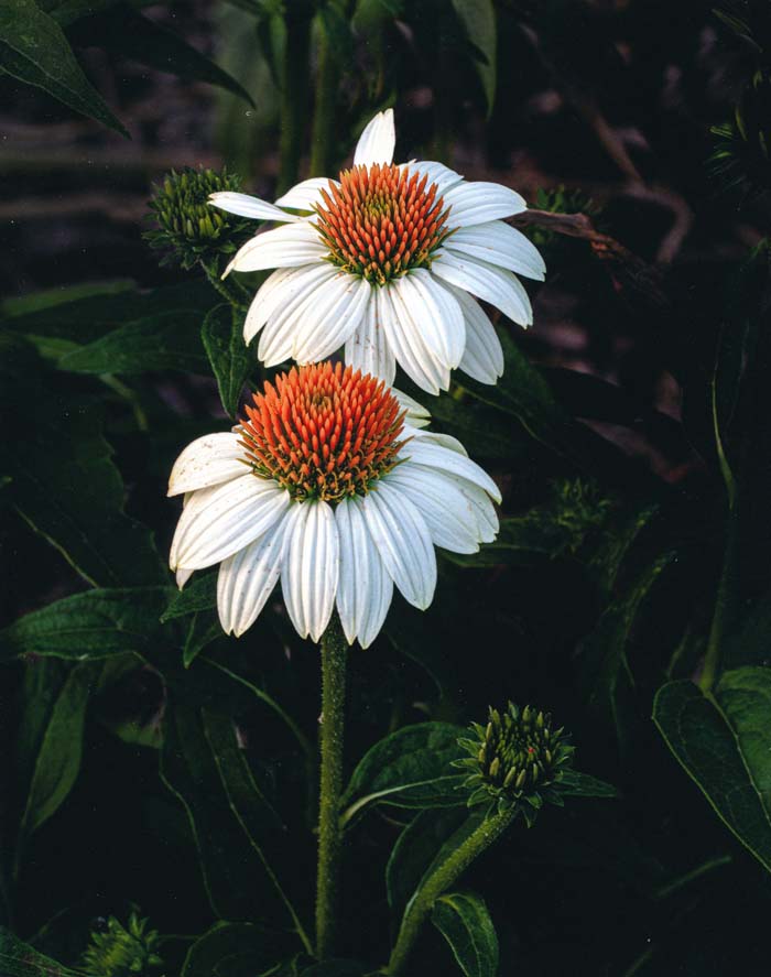 Two Coneflowers, Faust Park 6/17/2018