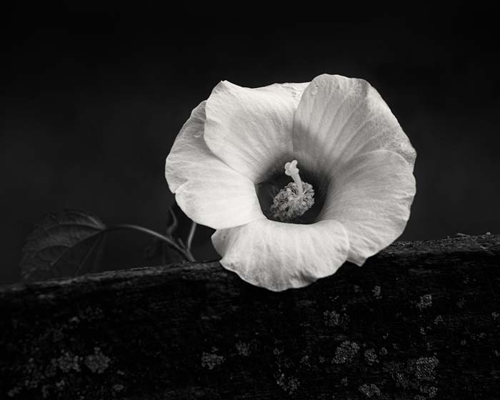 Morning Glory, Faust Park 8/11/2020