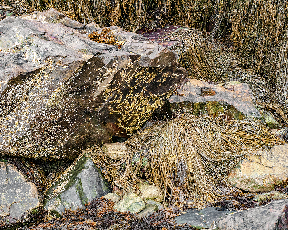 Low Tide, Atlantic Ocean, Acadia National Park 9/13/2013