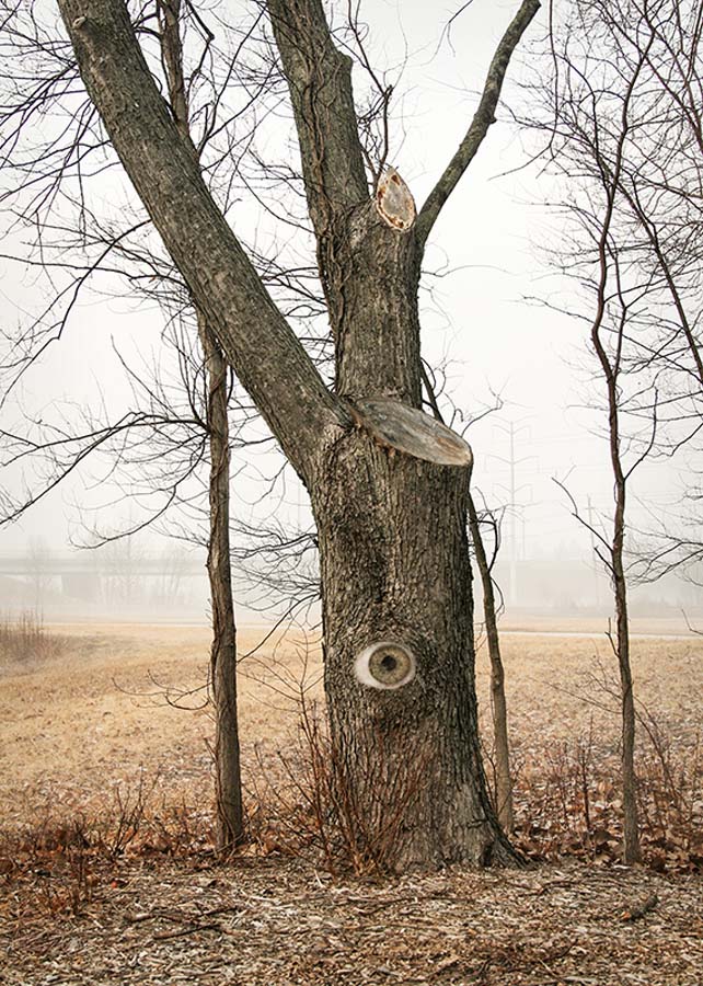 Tree (Composite Photo) Creve Coeur Park 3/12/2015