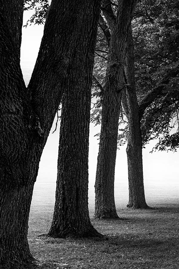 Sunrise, Trees, Fog Babler State Park 4/8/2018