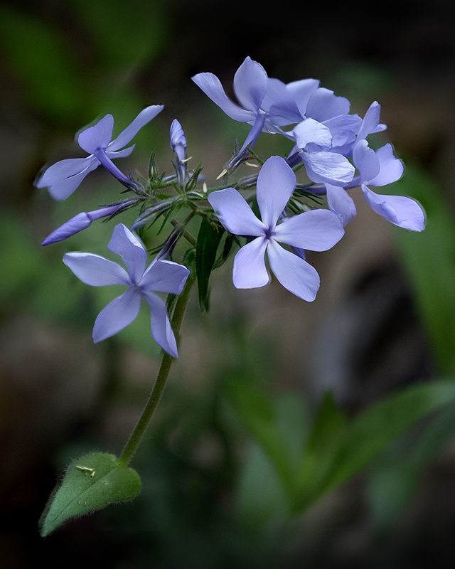 Blue Phlox, Shaw Nature Reserve 4/22/2019