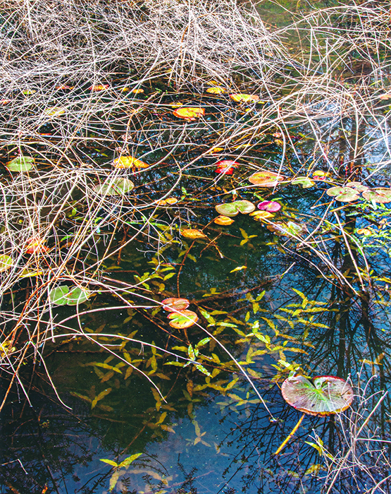 Pond Detail, Shaw Nature Reserve 4/25/2019