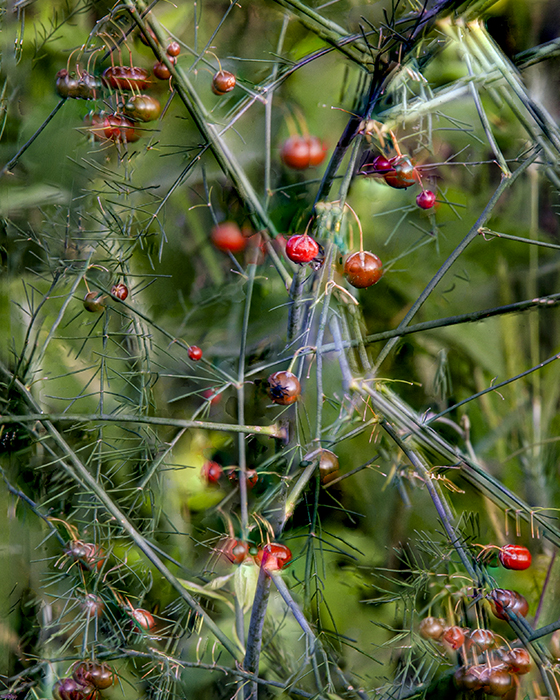 Wild Asparagus Plant, Shaw Nature Reserve 7/11/2019