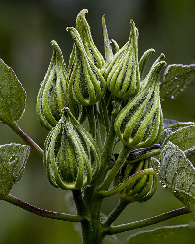 Hibiscus, Shaw Nature Reserve 8/1/2019