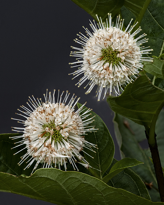 Buttonbrush, Shaw Nature Reserve 8/30/2019